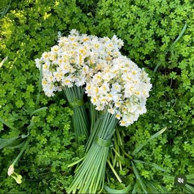 Nergis Çiçeği 1 Demet 