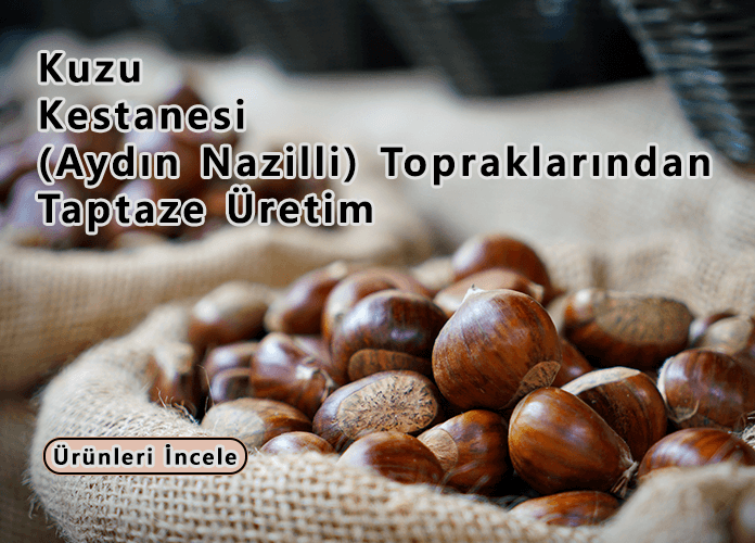 aydın nazilli kestanesi