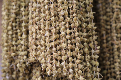 Çiçek Bamyası (100 gr)