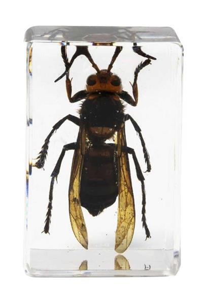 Celestron 3D Böcek Seti