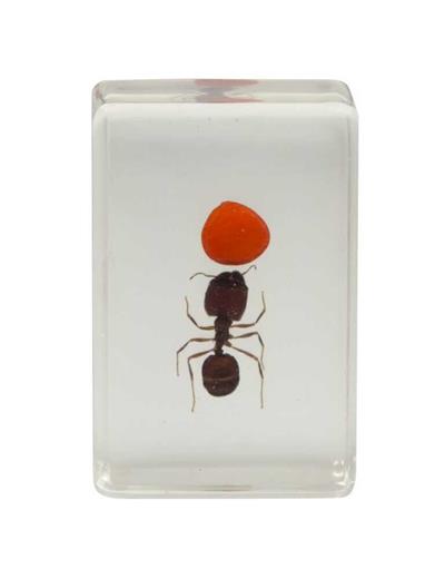 Celestron 3D Böcek Seti