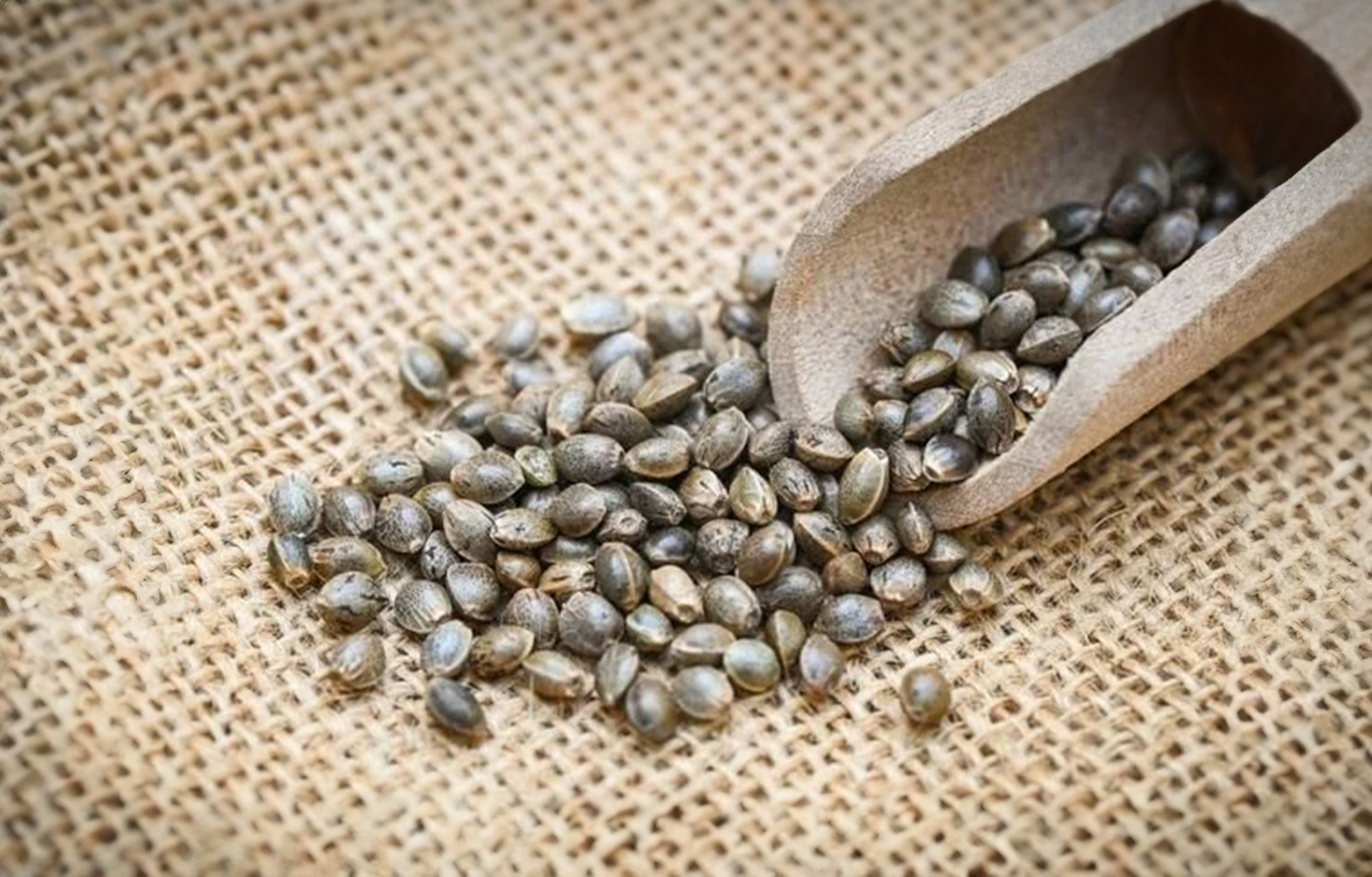 Hayıt Tohumu (Hayıt Otu) Nedir? Hayıt Tohumu Faydaları Nelerdir?