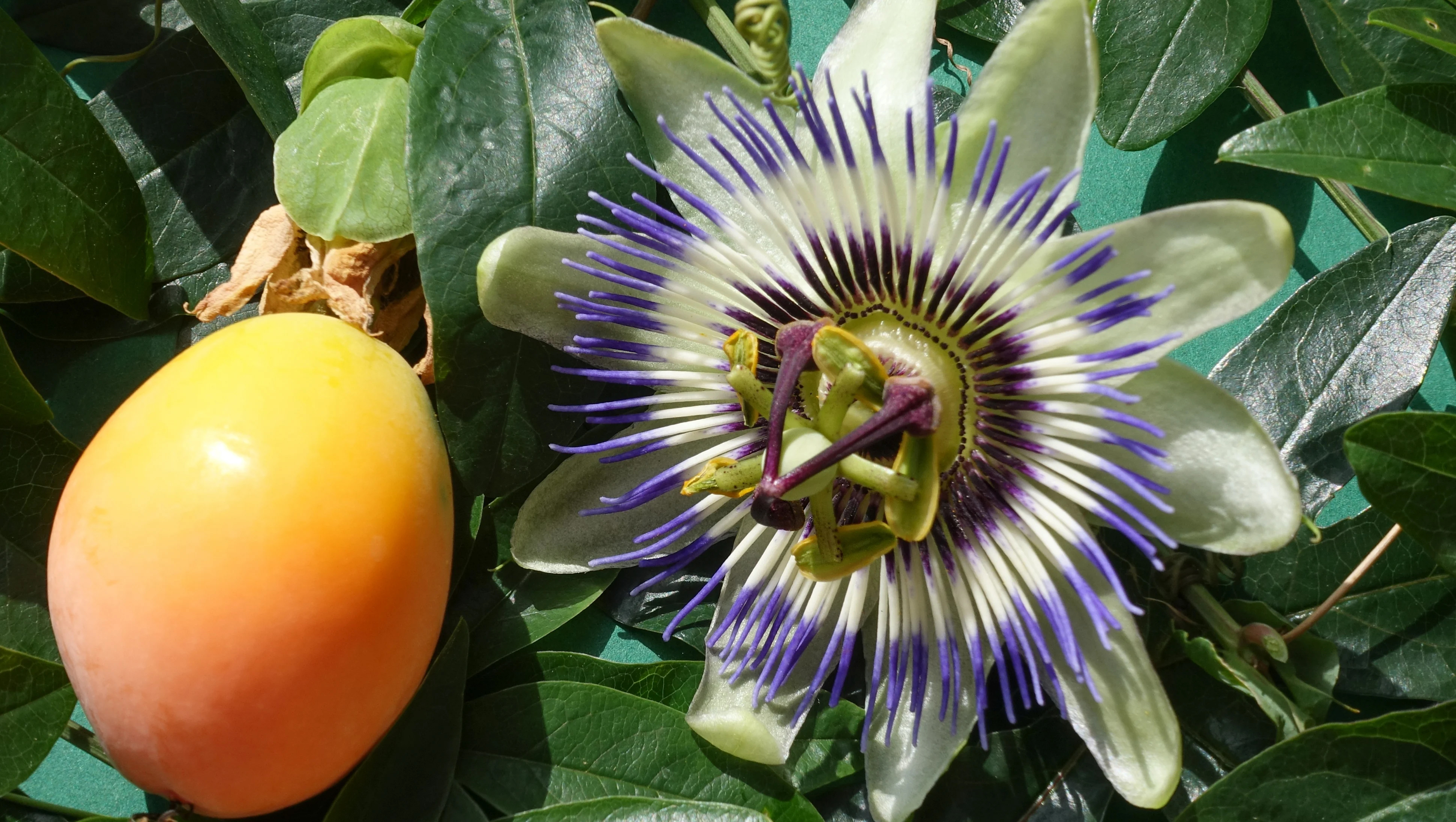 Passiflora Nedir? Passiflora Ne İşe Yarar?