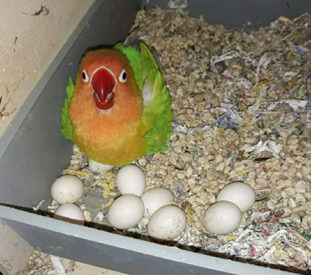 BOŞ YUMURTA SORUNU