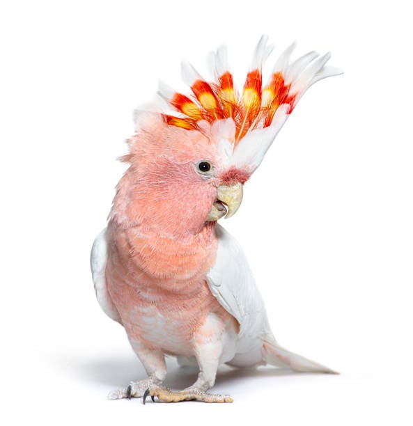 Kakadugiller