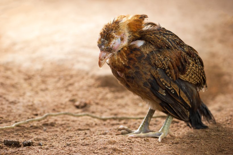 Kuşlarda Coccidiosis: Tanımlama, Tedavi ve Önleme Yolları