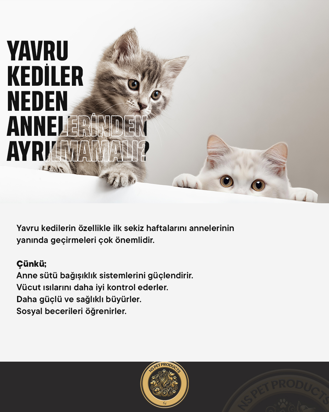 Yavru Kediler