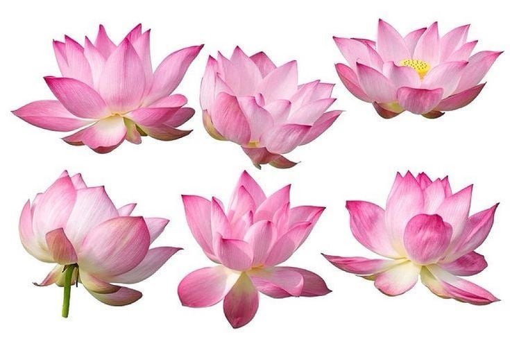 Lotus Çiçeği: Ruhsal Uyanışın Simgesi