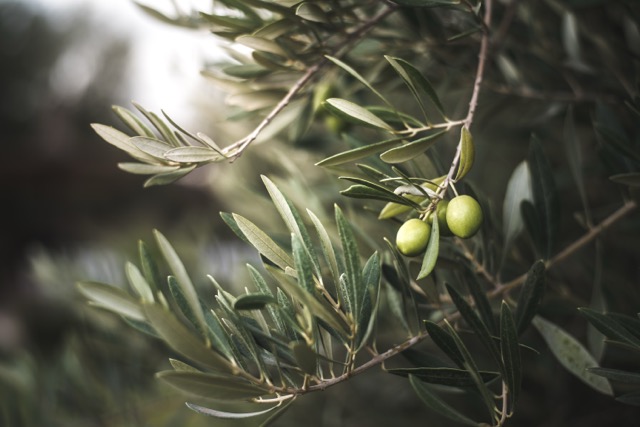 Zeytin Ağacının Öğrettikleri: Sabır, Sadakat ve Emek