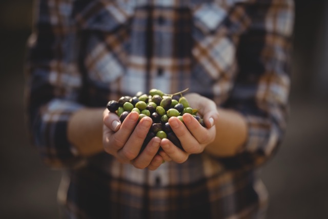 Zeytin Dalının Anlamı: Barış, Bereket ve Ölümsüzlük