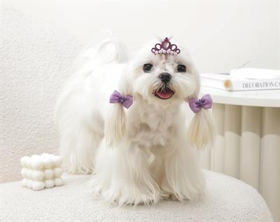 M-PETS GLAM KÖPEKLER İÇİN AKSESUAR TOKA PURPLE