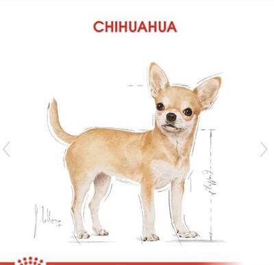 Royal Canin Chihuahua Yetişkin Köpek Konservesi 85gr