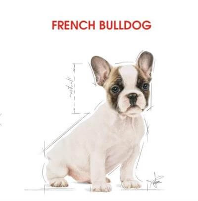 Royal Canin French Bulldog Junior Yavru Köpek Maması 3kg