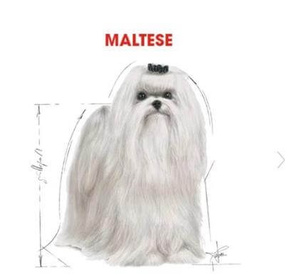Royal Canin Maltese Terrier Yetişkin Köpek Maması 1,5kg