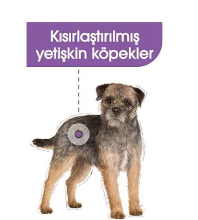 Royal Canin Mini Küçük Irk Kısırlaştırılmış Köpek Maması 3kg