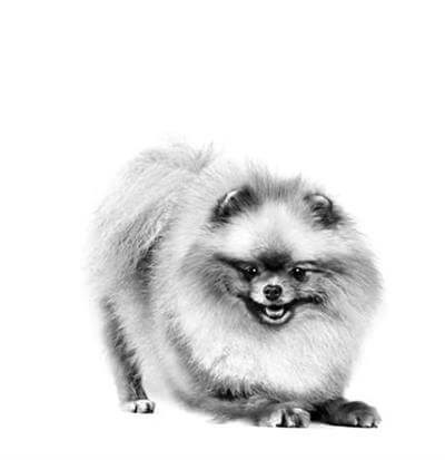 Royal Canin Pomeranian Yetişkin Köpek Maması 3kg