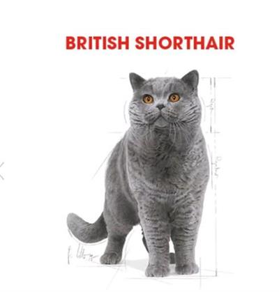 Royal Canin Pouch British Yetişkin Kedi Konservesi 85gr