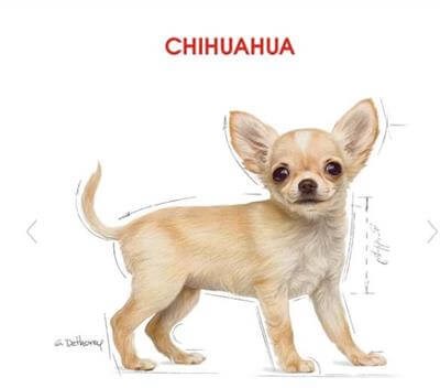 Royal Canin Puppy Chihuahua Yavru Köpek Maması 1,5kg