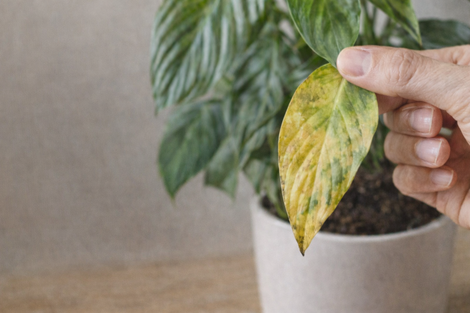 Yaprak Sararması Nedenleri