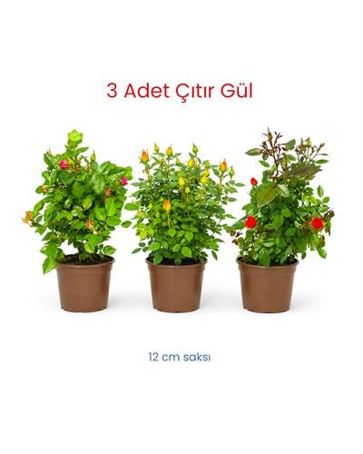 3-Lü Çıtır Gül- Rosa Mini 12 cm Saksı