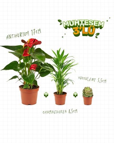 3'lü Set - Anthurium 17 cm -Chamaedorea 8,5 cm - Succulent 5,5 cm