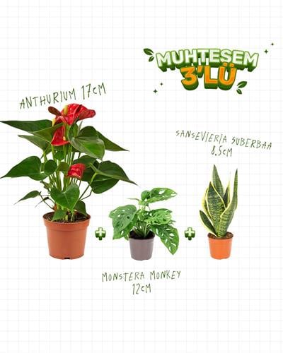 3'lü Set Anthurium 17 cm - Sansevieria Süperbaa 8,5 cm - Monstera Monkey 12 cm