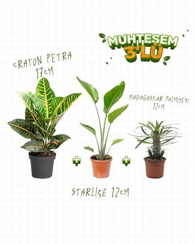 3'Lü Set - Craton Petra 17 cm - Starliçe 12 cm - Madagaskar Palmiyesi 12 cm