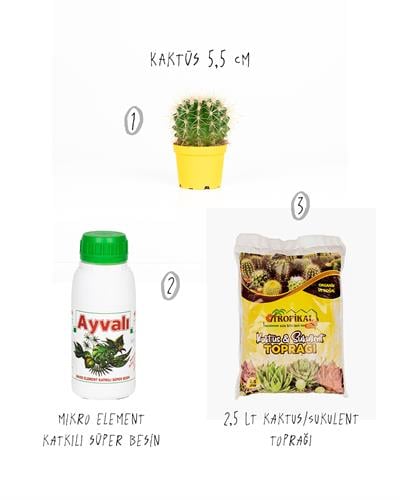 3'lü Set – Kaktüs 5,5 cm + Besin + Toprak 2,5 Lt