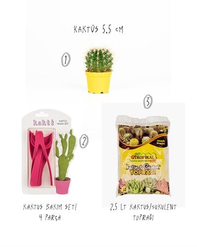 3'Lü Set - Kaktüs 5,5 cm - Kaktüs Bakım Seti 4 Parça - Kaktüs/Sukulent Toprağı 2,5 Lt
