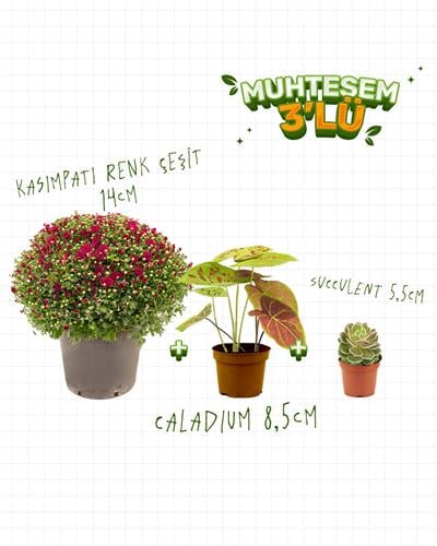 3'Lü Set - Kasımpatı 14 cm - Caladium 8,5 cm - Succulent 5,5 cm