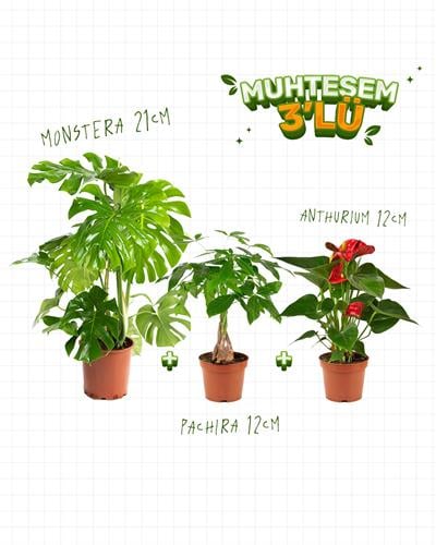 3'Lü Set - Monstera 21 cm - Pachira 3pp 12 cm - Anthurium 12 cm 