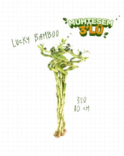 3'Lü Set Şanş Bambusu - Luck Bamboo 80 cm