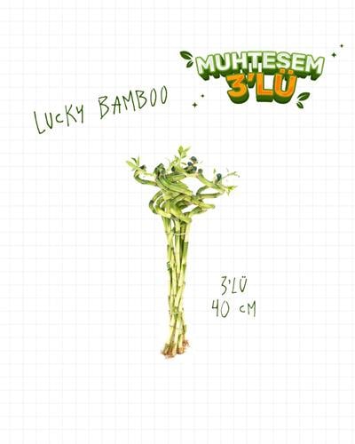 3'lü Set – Şans Bambusu – Lucky Bamboo 40 cm