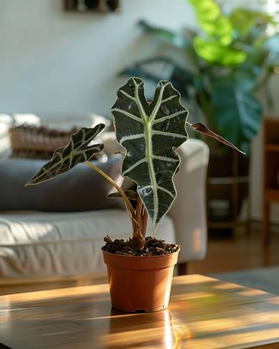 Alokasya Polly – Alocasia amazonica Polly – 12 cm Saksı