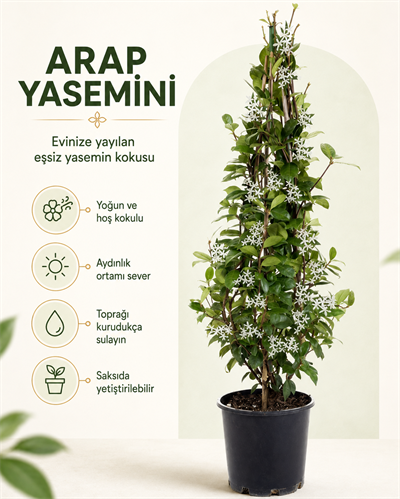 Arap Yasemini – Jasminum sambac – 15 cm Saksı