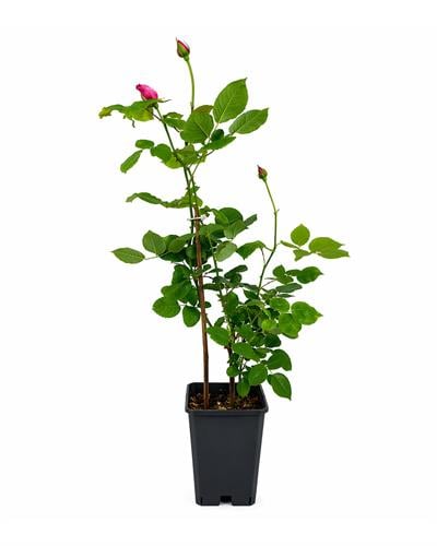 Bahçe Gülü – Rosa 