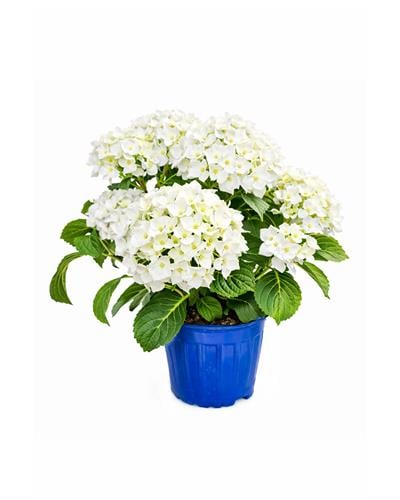Beyaz Ortanca Çiçeği – Hydrangea – 19 cm Saksı