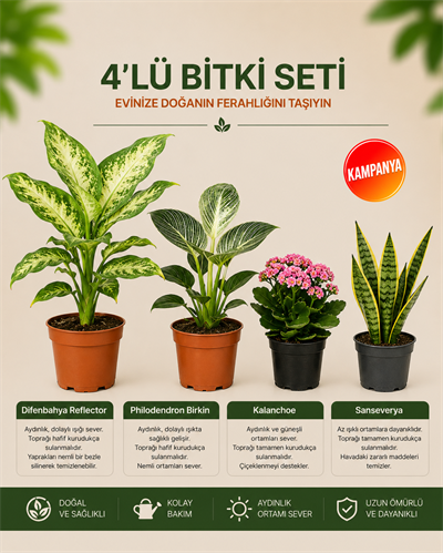 Difenbahya Çeşit – Philodendron Birkin – Kalanşo – Sansevieria – 4'lü Bitki Seti