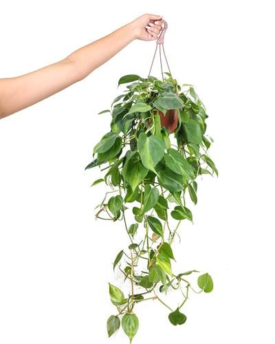 Epipremnum Aureum Askılı (Patos) 15 cm