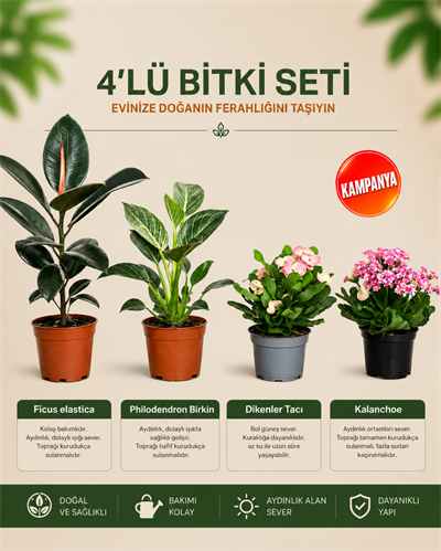 Ficus Elastica – Philodendron Birkin – Dikenler Tacı – Kalanchoe 4'lü Bitki Seti