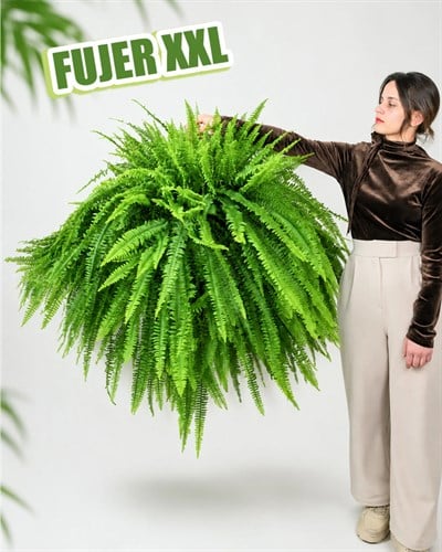 Fujer – Aşk Merdiveni – Nephrolepis exaltata – 21 cm Askılı Saksı