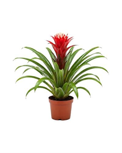 Guzmania Hope – Guzmania – 12 cm Saksı