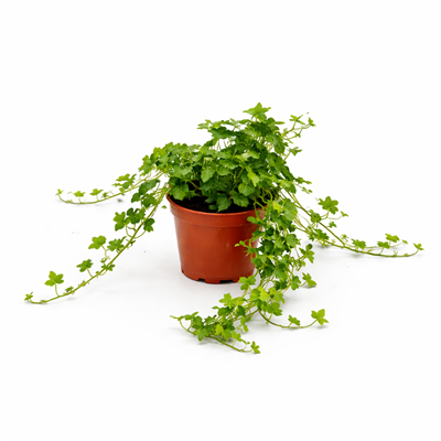 İngiliz Sarmaşığı – Hedera helix – 12 cm Saksı