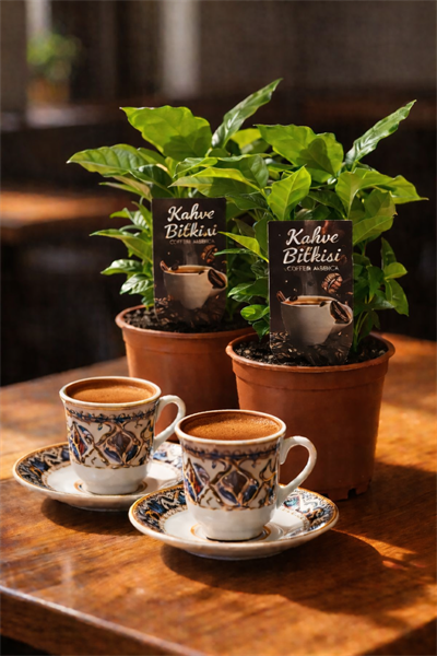 Kahve Bitkisi – Coffea arabica – 12 cm Saksı 2'li Set