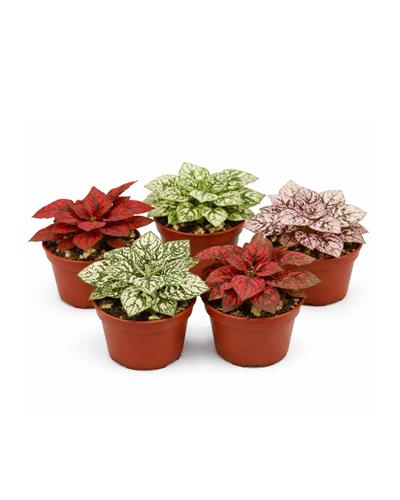 Karışık Benekli Bitki – Hypoestes – 8,5 cm Saksı – 5'li Set