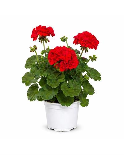 Kırmızı Sardunya – Pelargonium hortorum – 12 cm Saksı