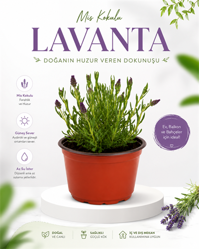 Lavanta Fidesi – Lavandula – 12 cm Saksı