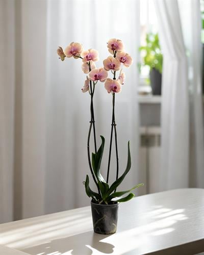 Mercan Renkli Orkide – Phalaenopsis – Çift Dal