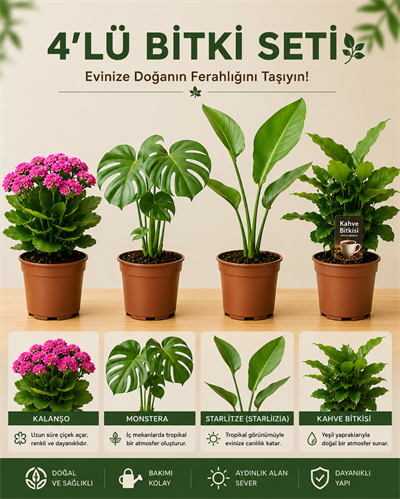 Monstera – Rosa Mini – Strelitzia – Sansevieria Superba Seti – 4'lü Bitki Seti