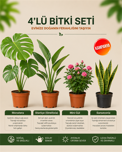 Monstera – Strarliçe – Mini Gül - Sansevieria Superba – 4'lü Bitki Seti
